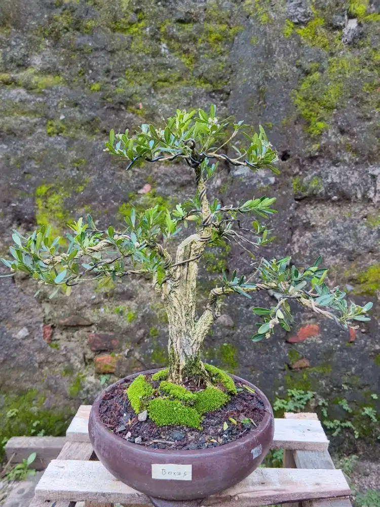 BONSAI BOXUS Batang Berkarakter