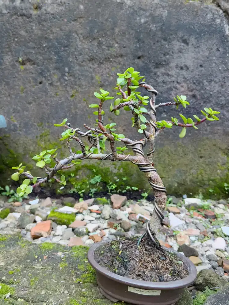 Bonsai JADE PLANT SI Tangguh