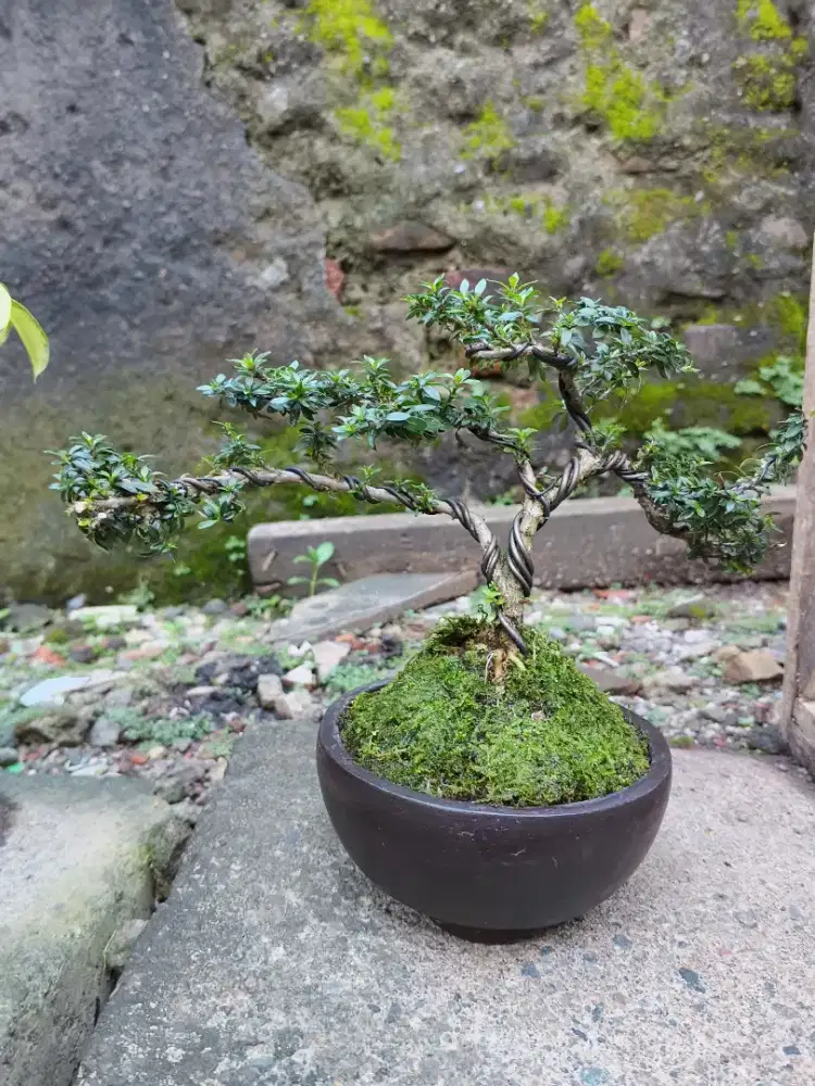 Bonsai Serbin ( Seribu Bintang)