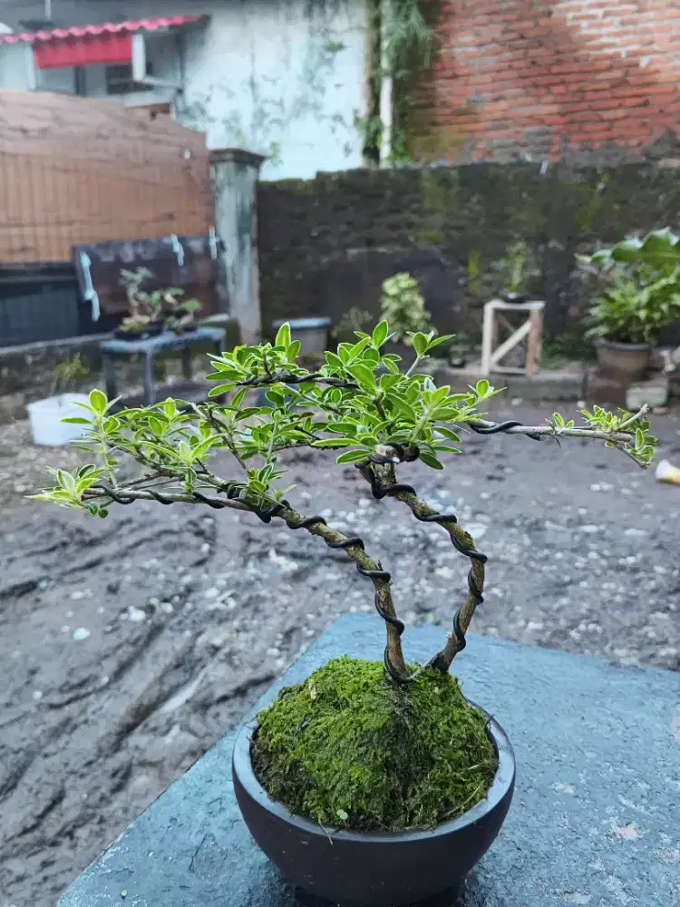 Bonsai Melati Jepang