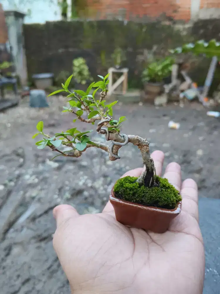 Bonsai Mini Anput