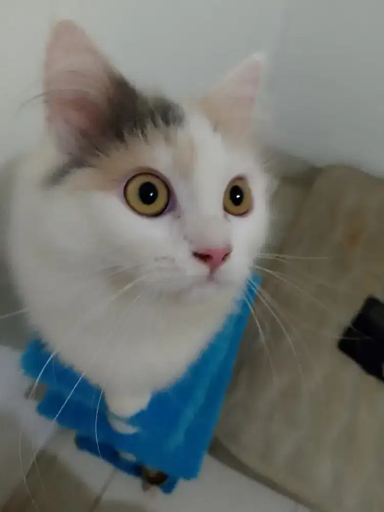 Kitten Persian 3 bulan lepas asi