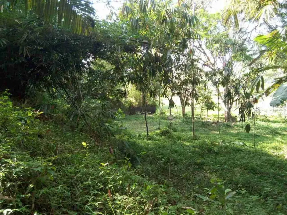 di jual lahan kebun dan sawah shm akses mobil di Cisaat sukabumi