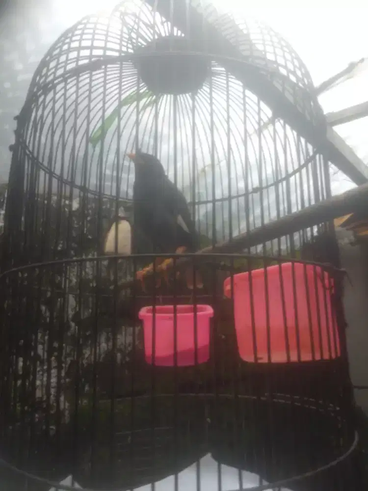 Burung jalak kebo gacor
