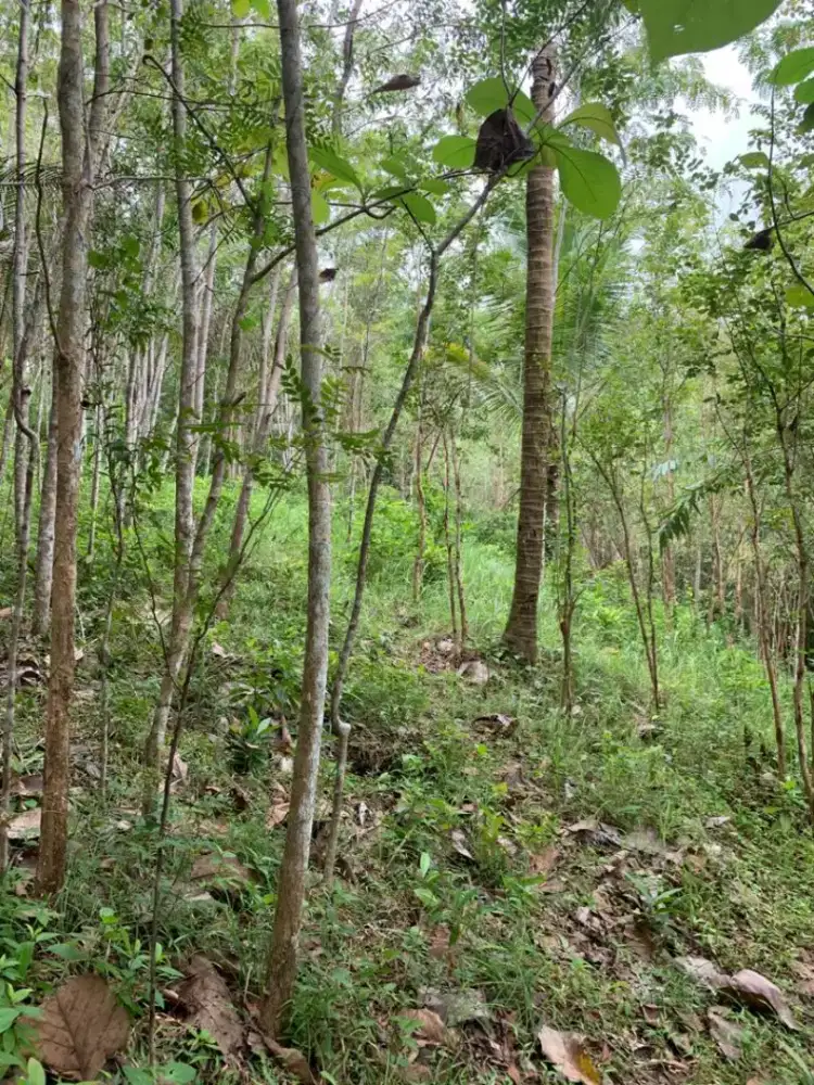 Tanah 4228m Strategis Dekat Bandara YIA