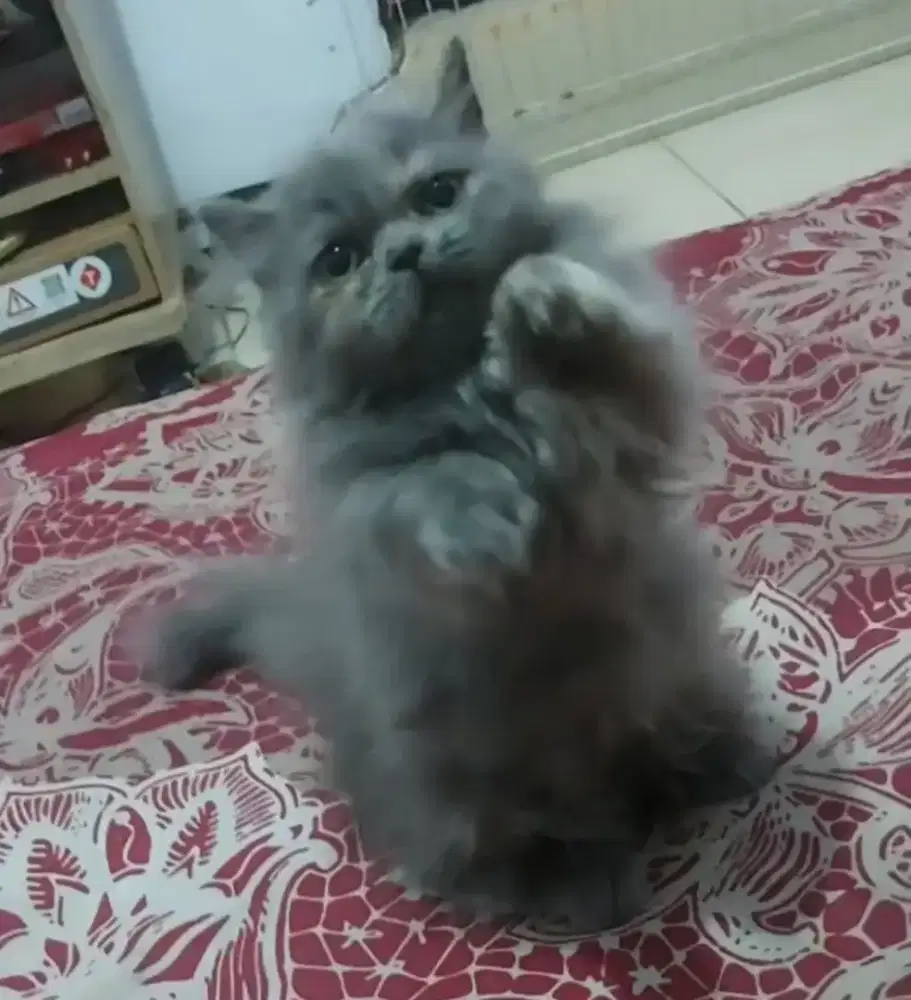 Munchkin British Blue Female Line Ped