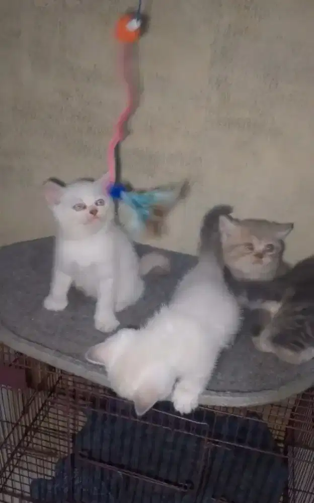 Kitten BSH Munchkin NS jantan