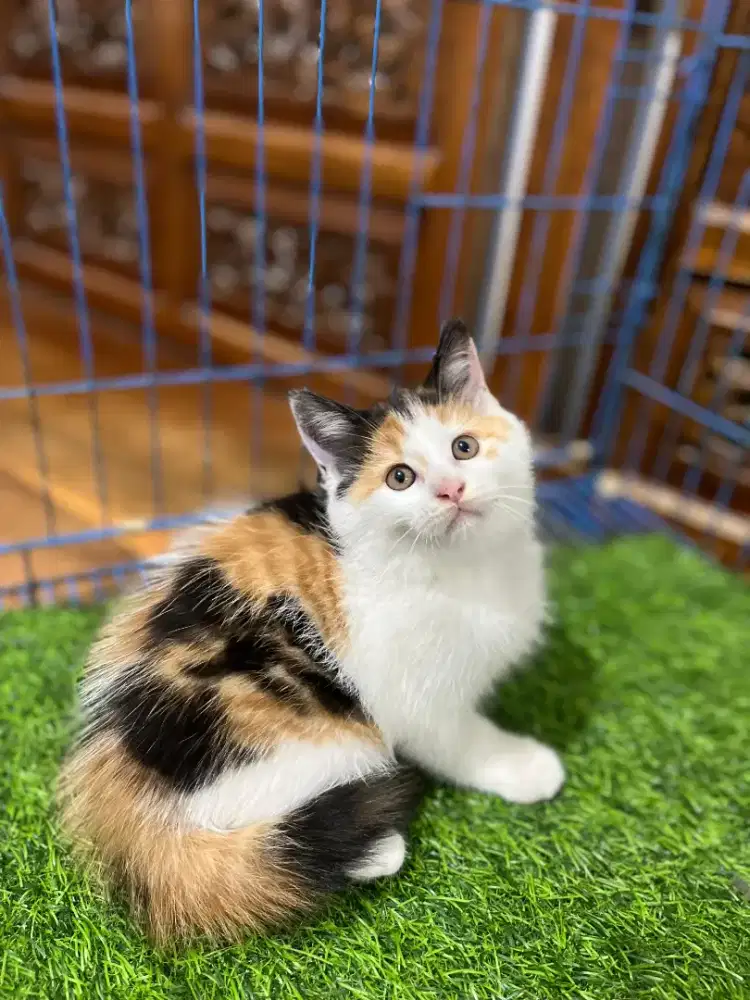 Ready addop kitten bsh mix