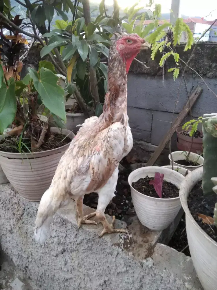 Shamo eropa  line nuber