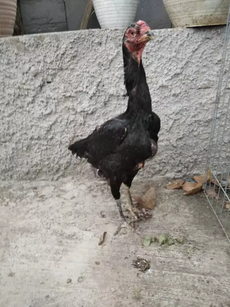 Black shamo eropa line nuber