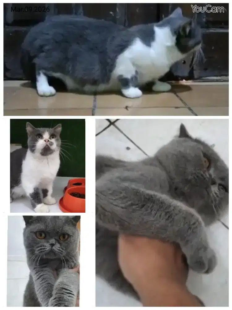 Sepasang BSH Jantan dan Betina Proven