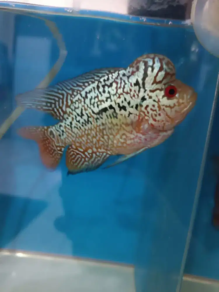 Louhan Cencu 2,5 Jari