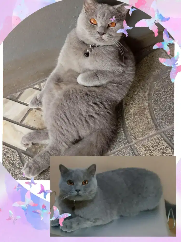 BSH Blue Betina Ped CFA