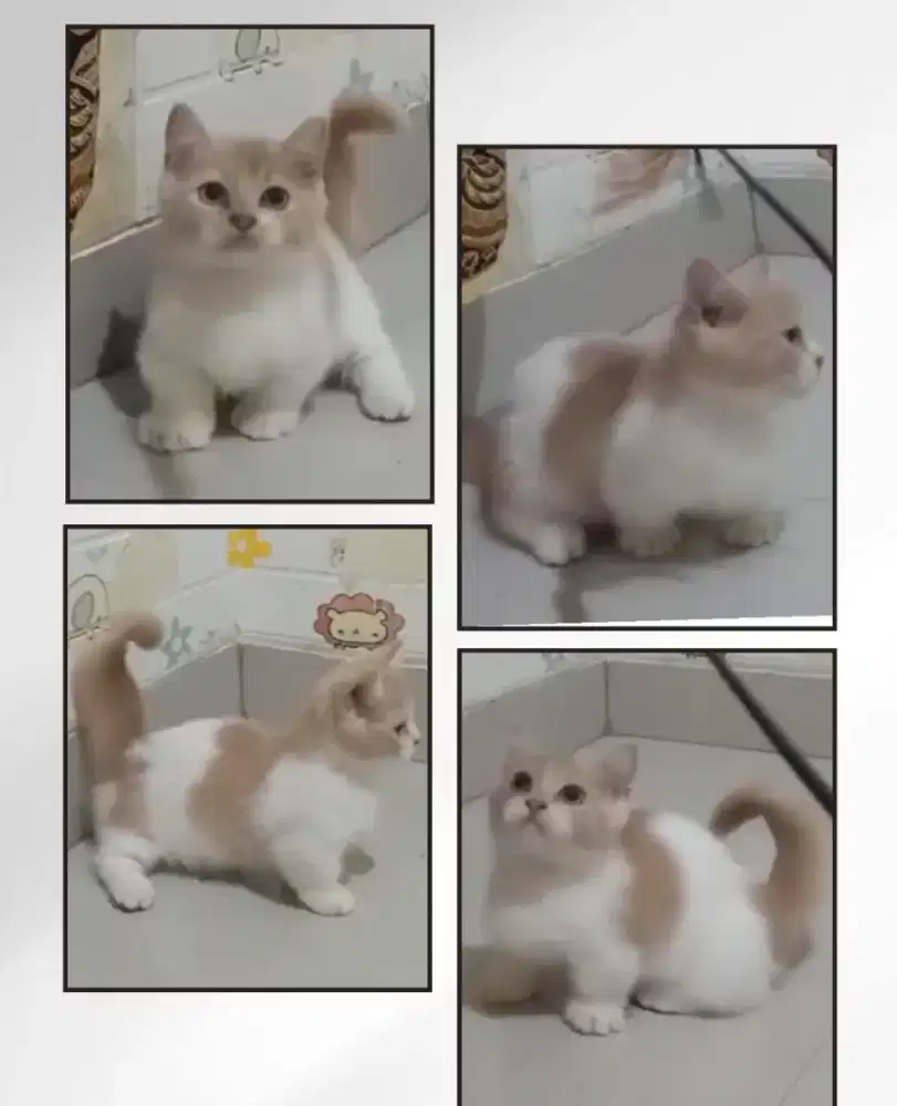 Munchkin BSH Bicolor Male line Ped Wcf