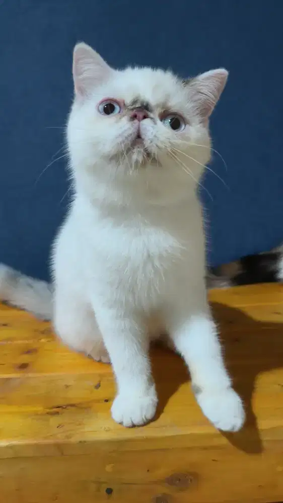 Kitten exotic shorthair betina