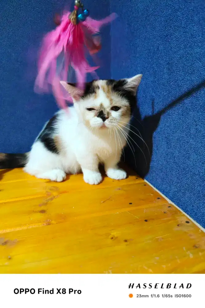 Kitten munchkin betina