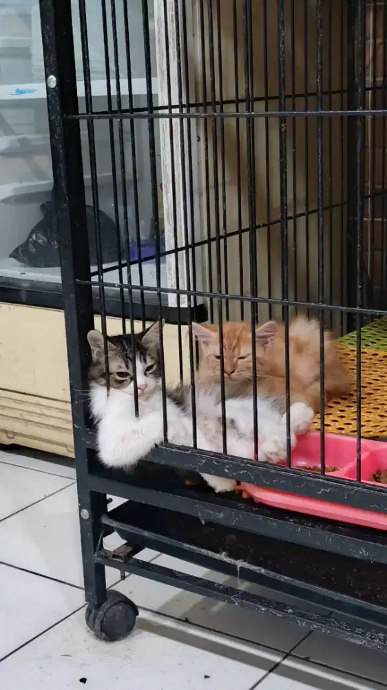 Kitten kucing 3 bulan Himalayan persian