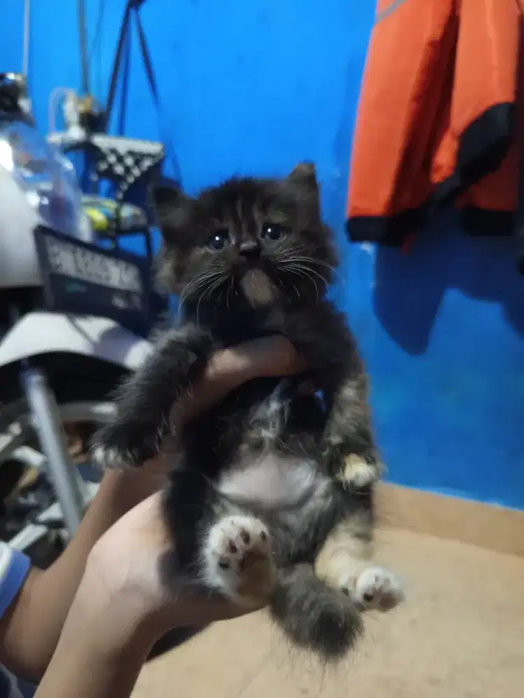 KUCING PERSIA BETINA
