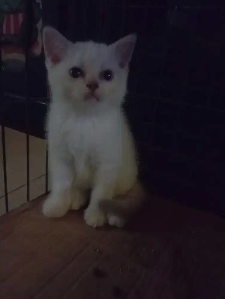 Kitten BSH Munchkin NS jantan