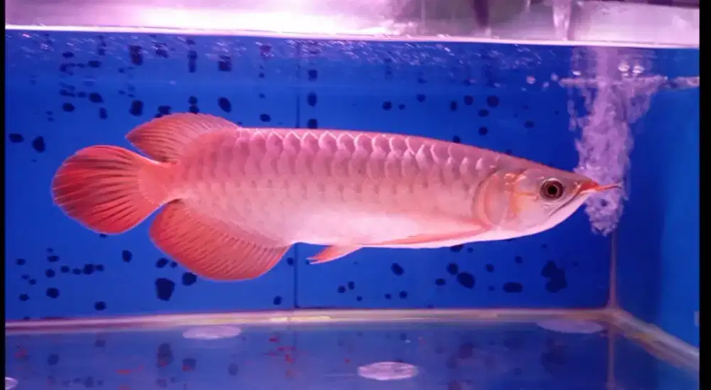 Arwana super red 30cm