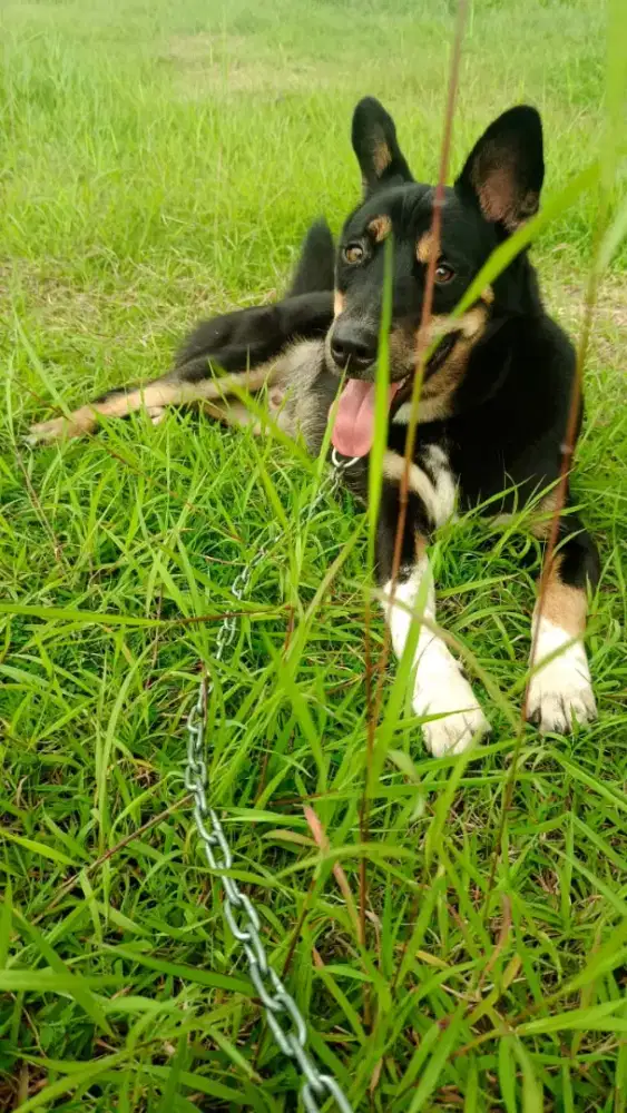 Siberian Husky mix Herder .Lokalbetina 6bln ,friendly.smaart