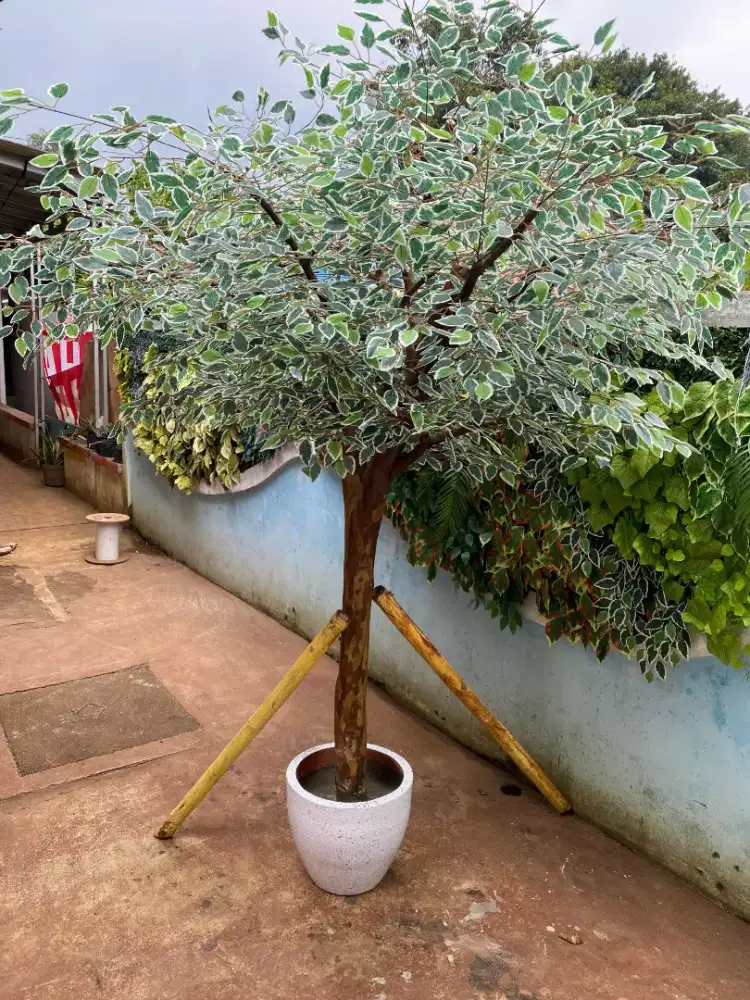 Tanaman Hias Beringin Artificial Buatan Besar 3 Meter Dekorasi Ruangan