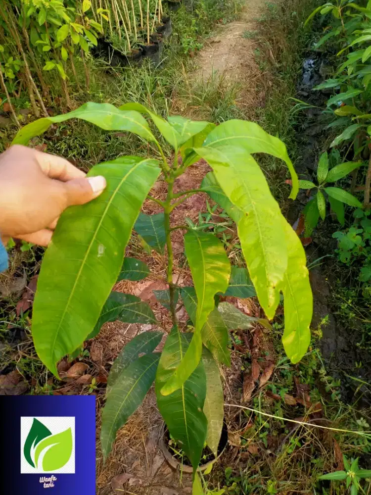 Bibit siap di buahkan