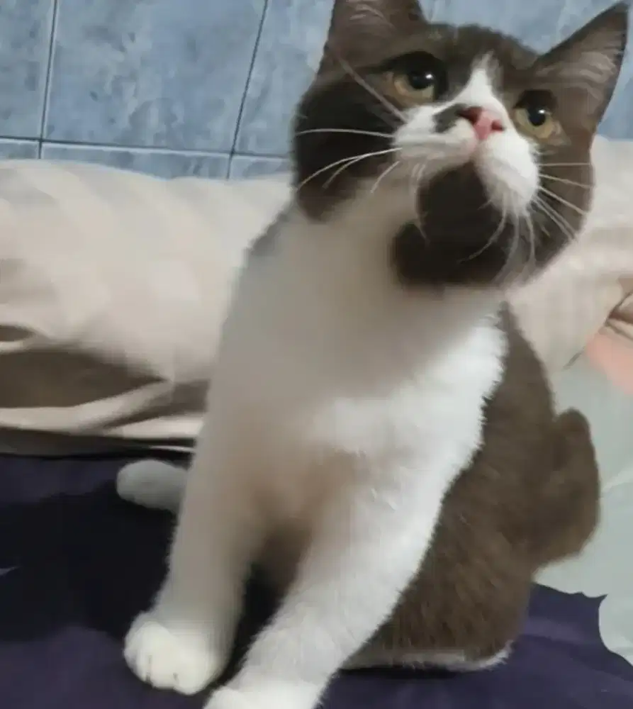 BSH Bico Choco Light Jantan Line Ped