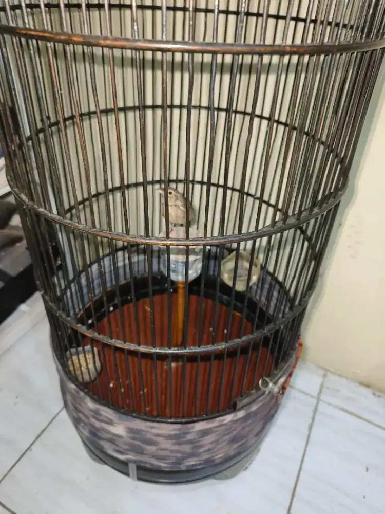 Beranjangan jantan gacor