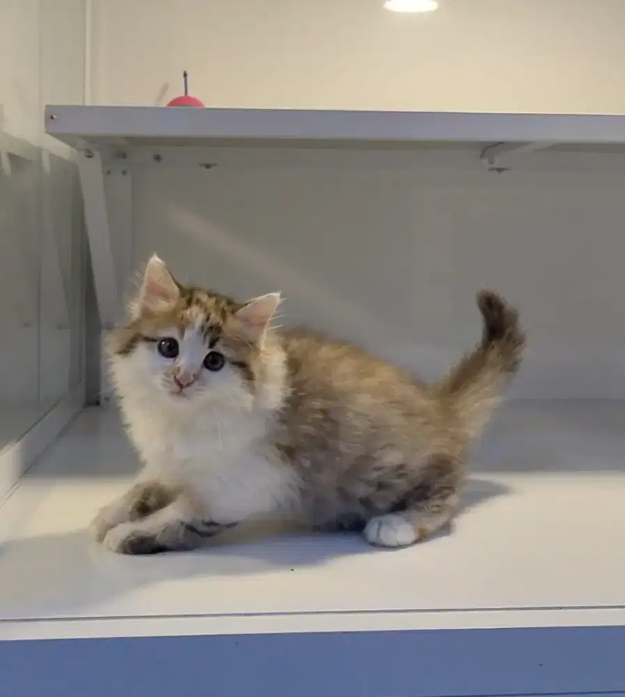 Kucing kitten ras persia longhair