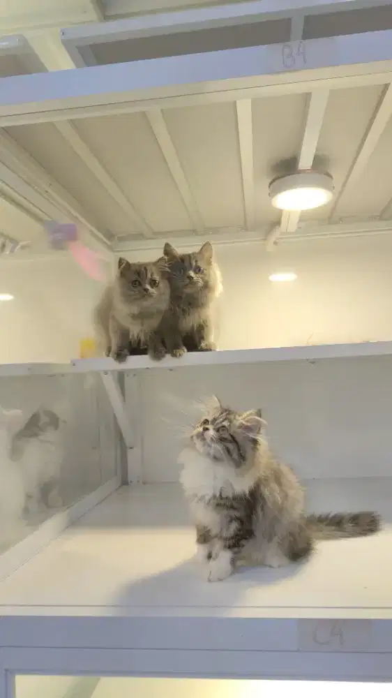 Kucing kitten ras flatnose abu dan mujaer jantan betina