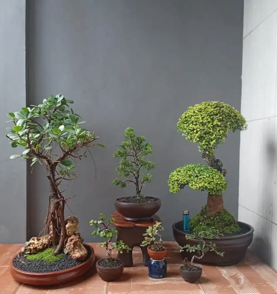 Mini bonsai hias ada 6 pot