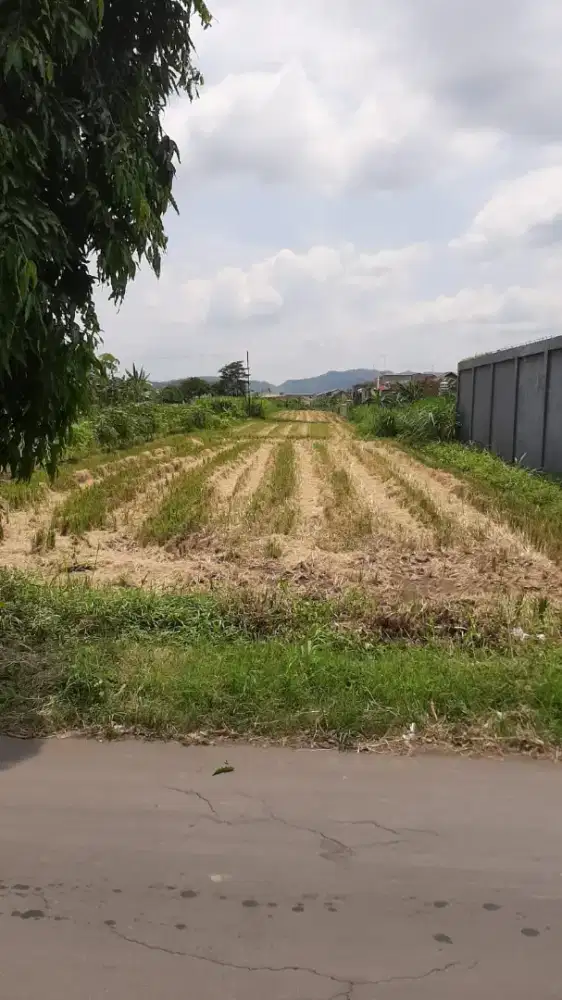 Disewakan Tanah 4000 m2 di Cupuwatu Kalasan