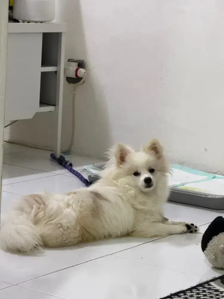 Pomerian Lepas adop ganti pakan