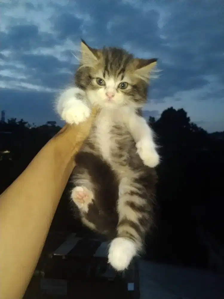 Persia longhair betina usia 2,5 bulan