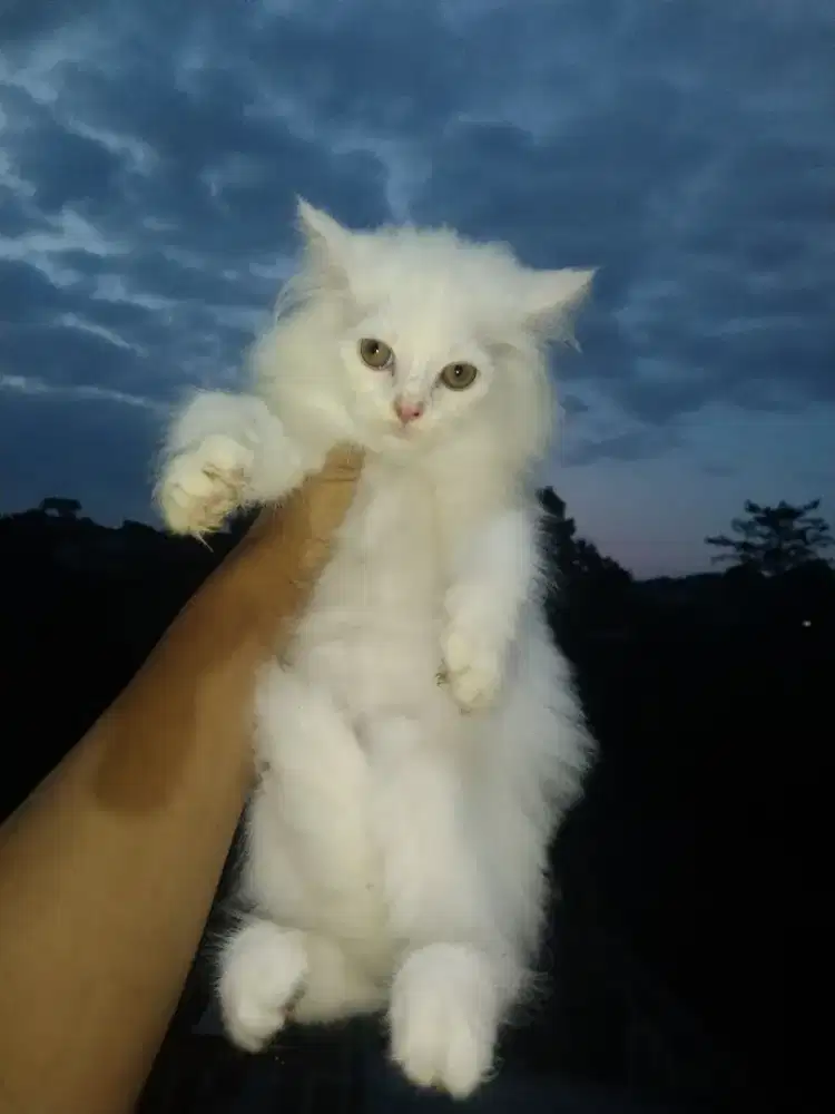 Kucing Persia longhair jantan 3 bulan