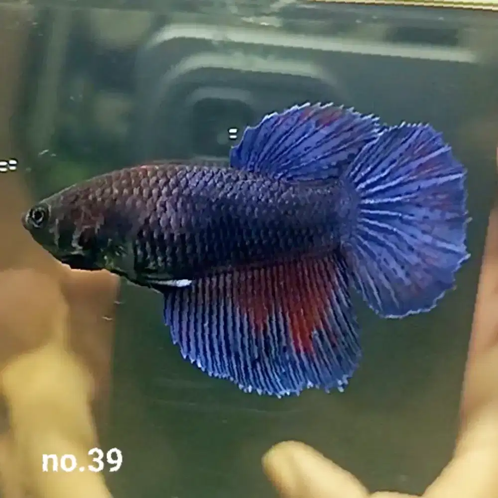 Ikan Cupang Hias Koleksi Pribadi Berbagai Jenis Real Pict