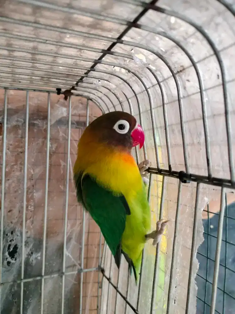 Lovebird Betina Uda Nelor