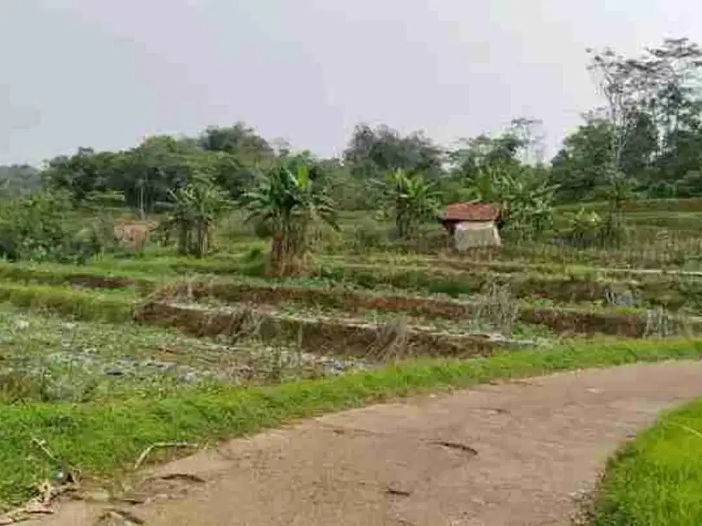 tanah bekas sawah