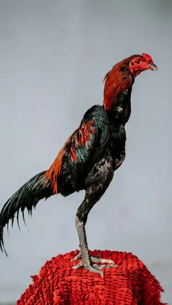 Ayam Mangon Pama Bangkok pqkhoy