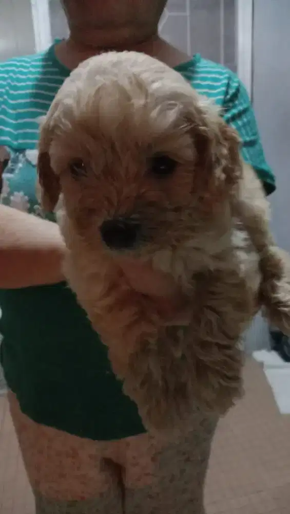 Poodle apricot jantan