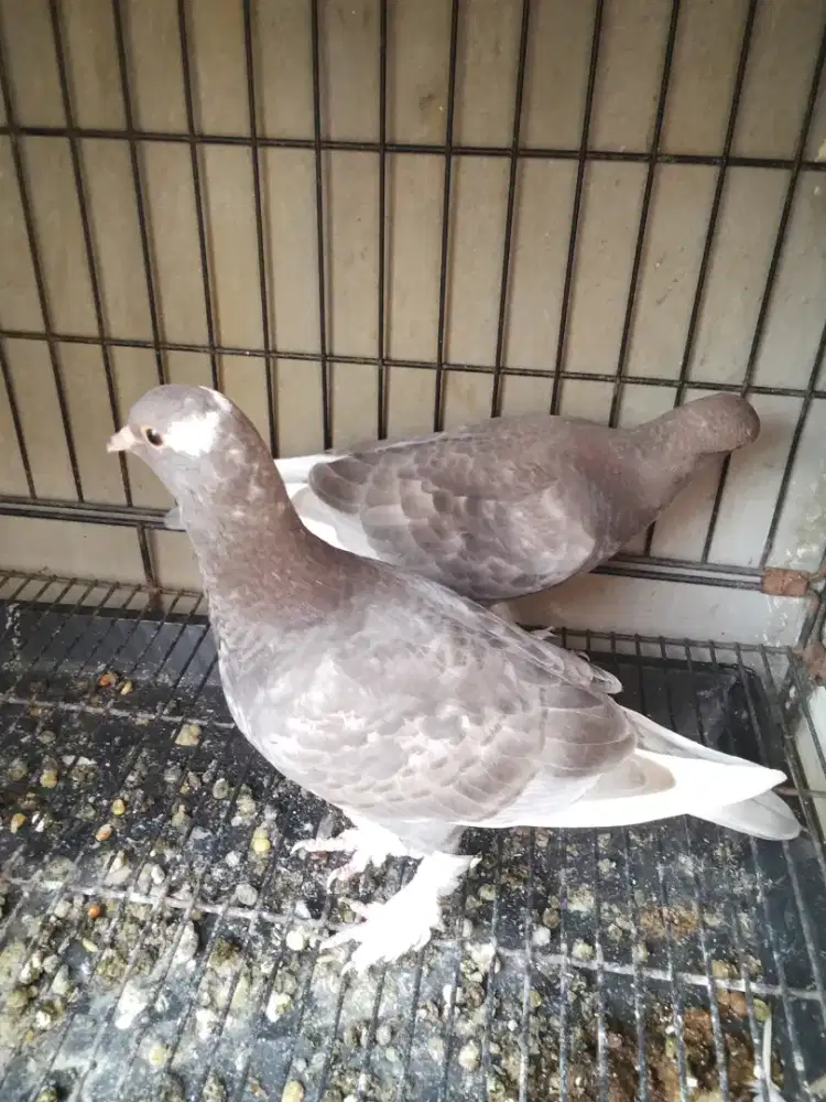 Merpati/ dara jembros