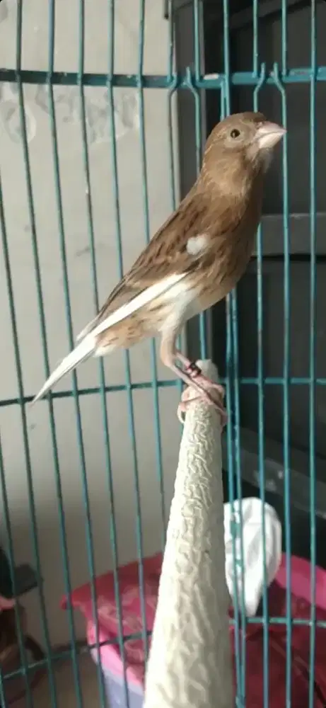 Burung kenari jantan