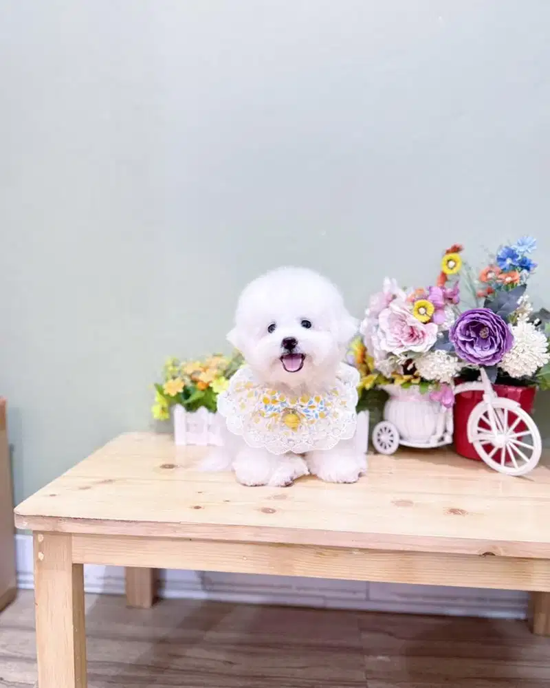 Korean mini bichon frise male super cute face bloodline import korea