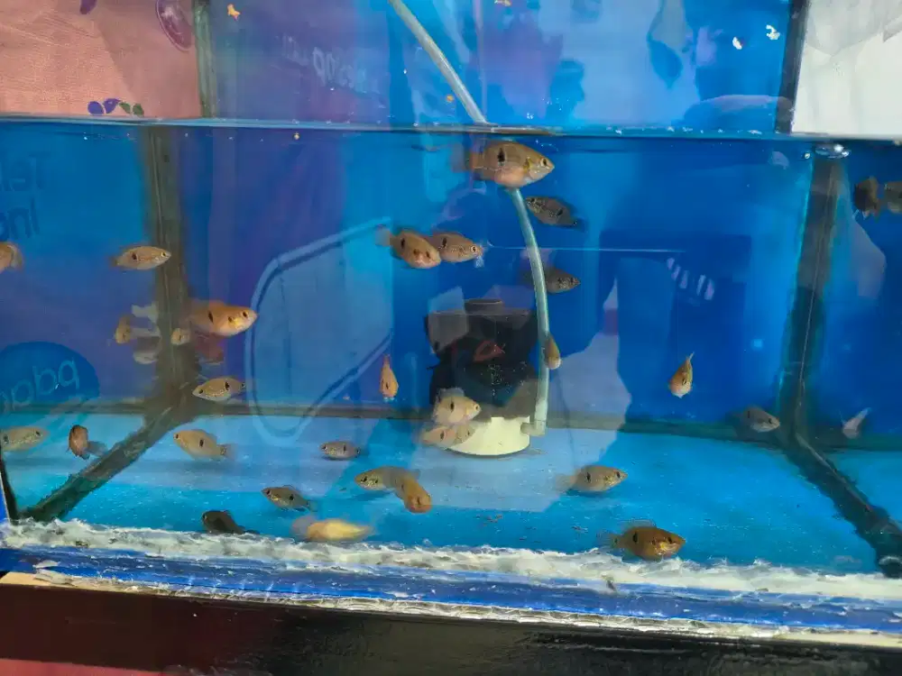 Anakan ikan Red Jewel SB