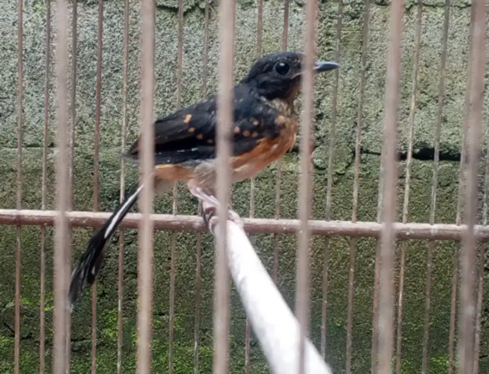 Terotol murai batu jatan , induk 22 x 15