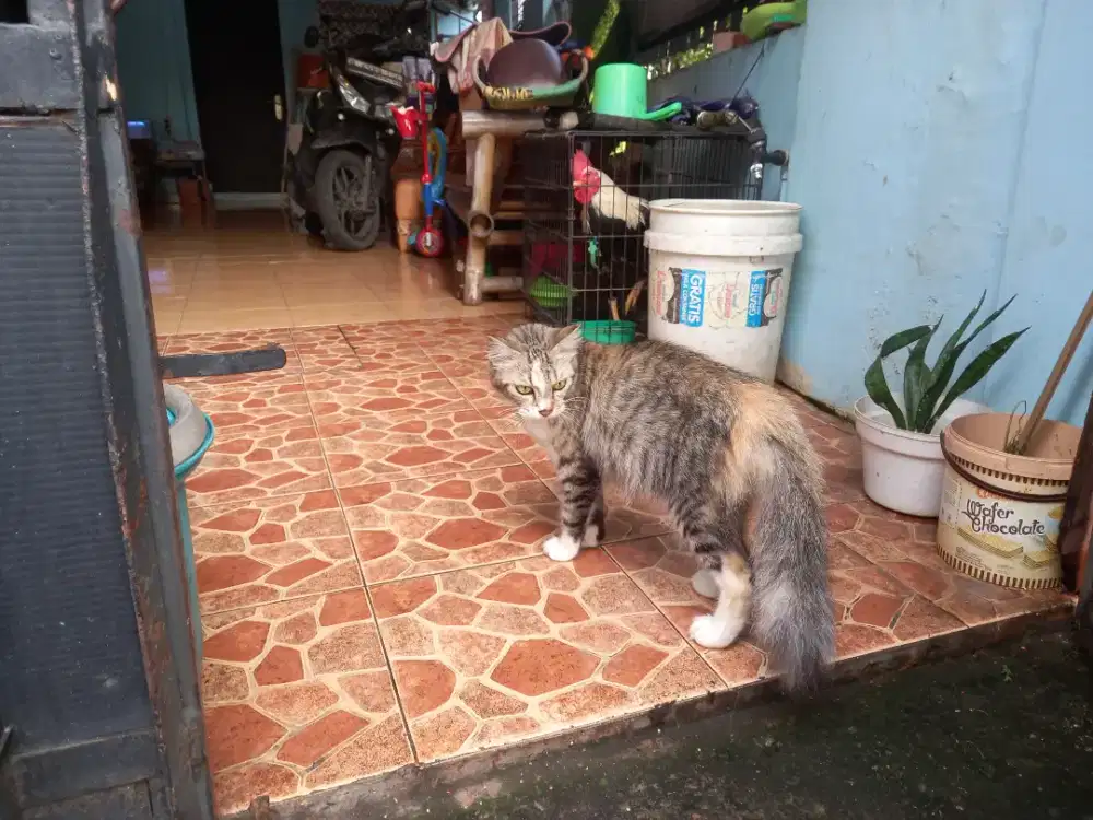 Free adopt Kucing Persia female dewasa