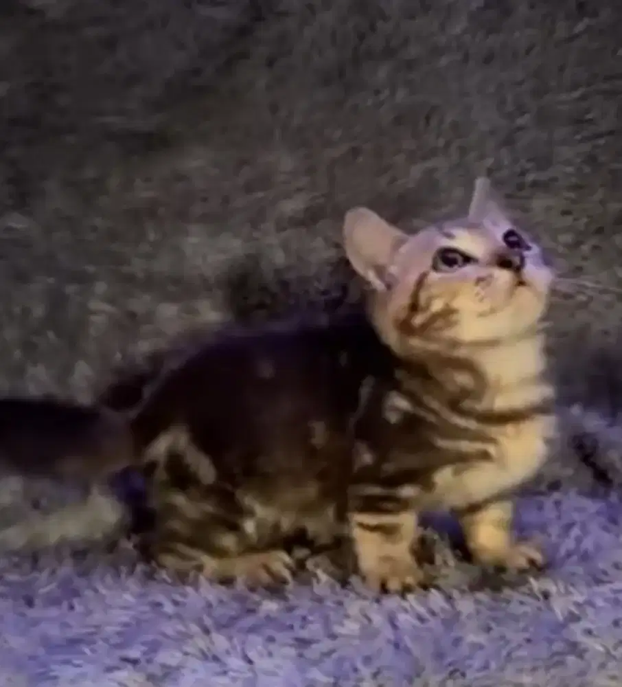 Munchkin Genetta Jantan