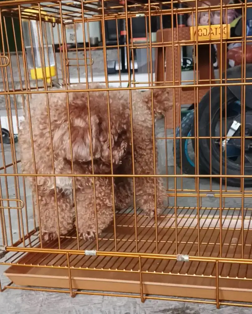 Red poodle jantan bulu bagus
