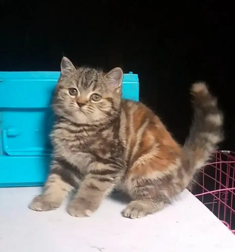 BSH Golden Marble Betina